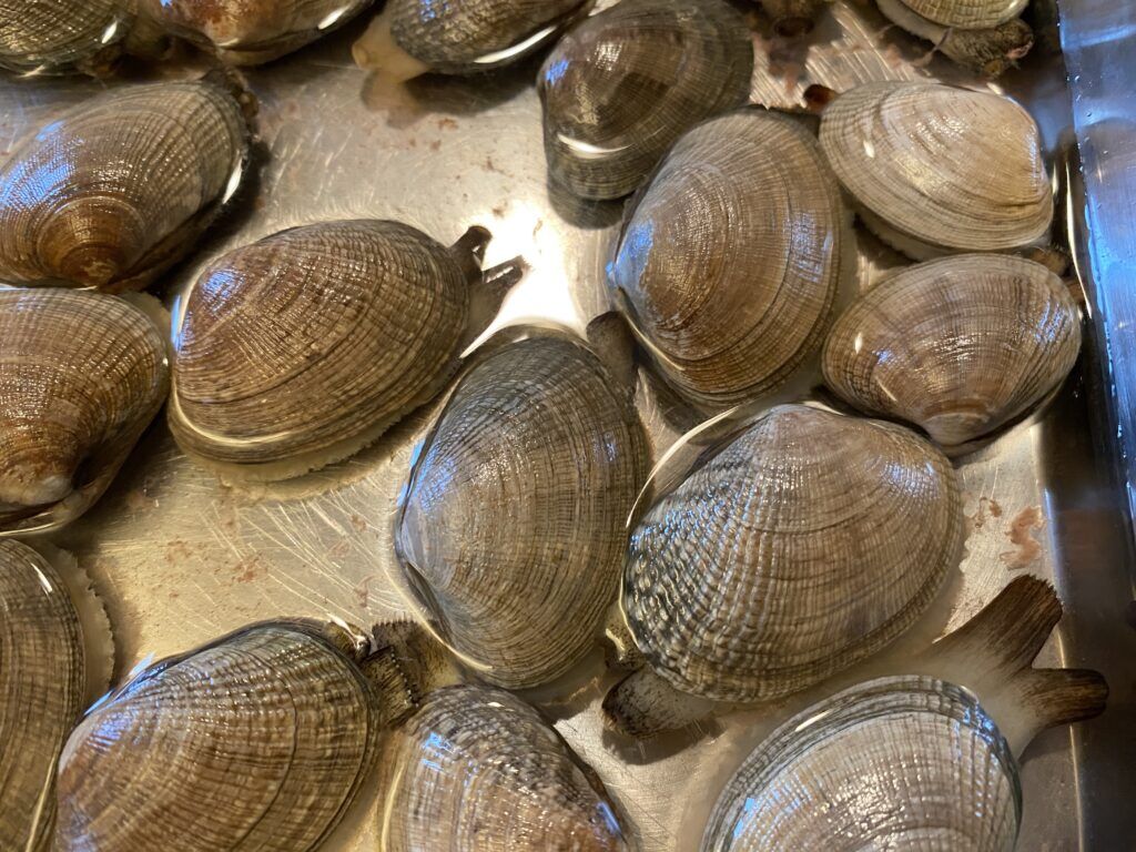 close up of clams extend and spur out sand and debris